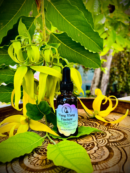 Ylang Ylang Extract | Botanical Relaxation & Mood Support